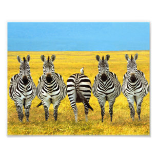 Photographic Print Zebras