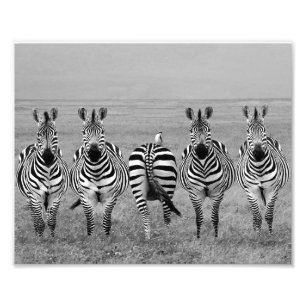 Photographic Print Zebras