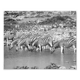 Photographic Print Zebras