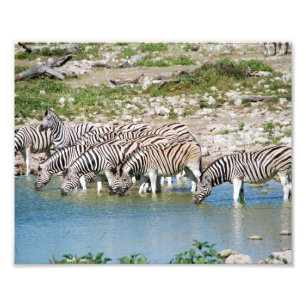 Photographic Print Zebras