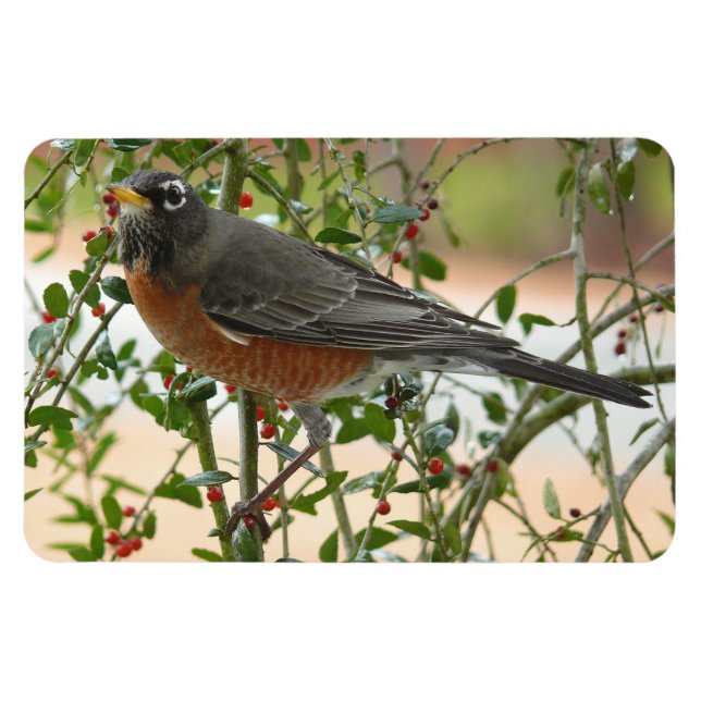 Photographs : birds - magnet (Horizontal)