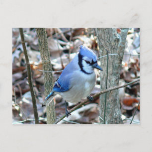 Photographs : birds - postcard