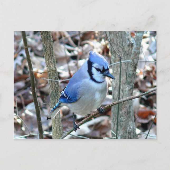 Photographs : birds - postcard (Front)