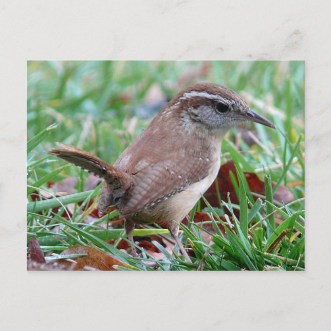 Photographs : birds - postcard (Front)