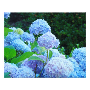 Photography Floral Decorative art prints Hydrangea