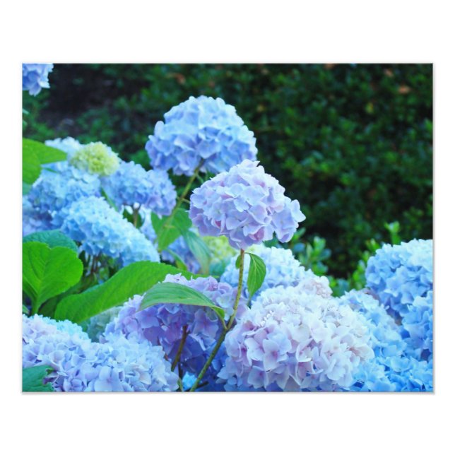Photography Floral Decorative art prints Hydrangea (Front)