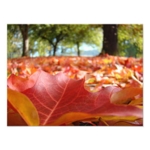 Photography nature art prints custom Fall Leaves