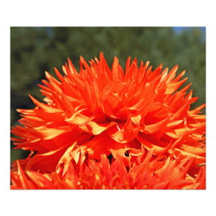 Photography Nature art prints Orange Dahlia Flower