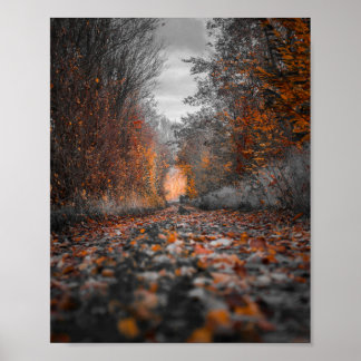 Photography of Fall Trees Poster