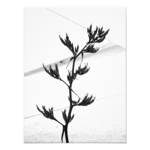 photography photo print