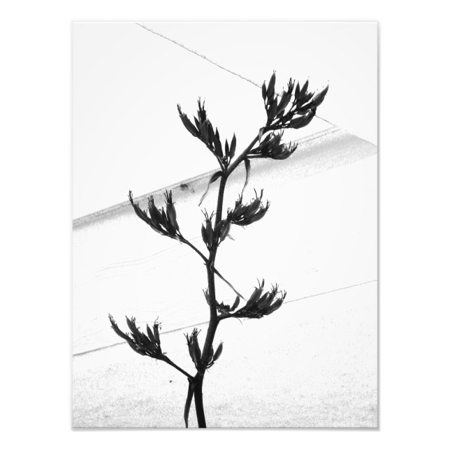 photography photo print (Front)