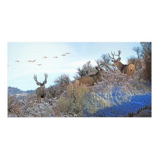 Photography photoshop wildlife art photo print