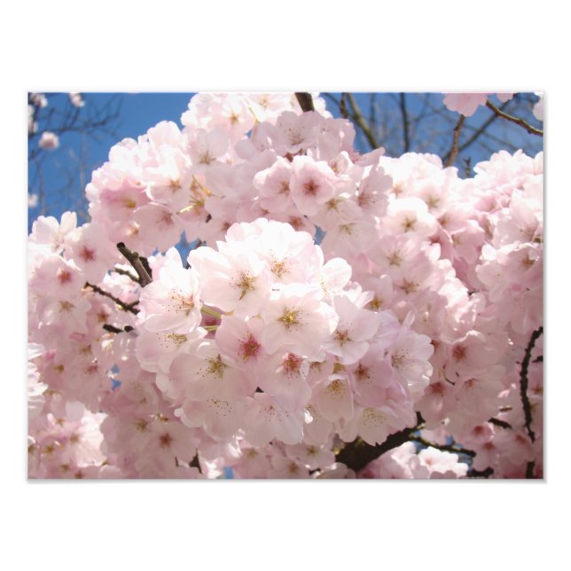 Photography prints nature Pink Tree Blossoms (Front)