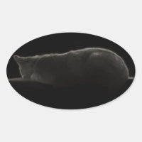 Photography Sleeping Cat