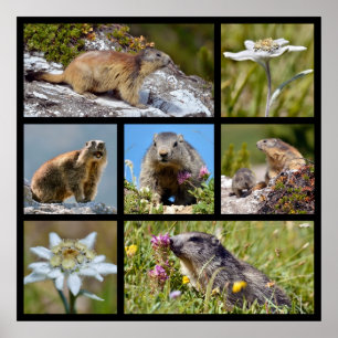 Photos mosaic Alpine marmots and edelweiss Poster