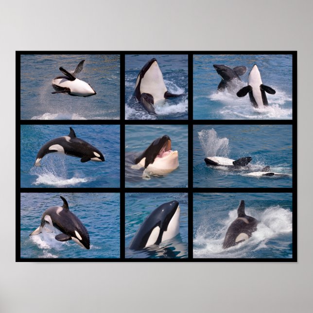 Photos mosaic of killer whales poster (Front)