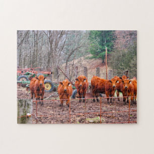 Photos of Minnesota Calves. Jigsaw Puzzle