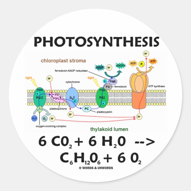 Photosynthesis (Carbon Dioxide + Water) Classic Round Sticker (Front)