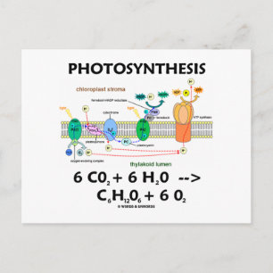 Photosynthesis (Carbon Dioxide + Water) Postcard