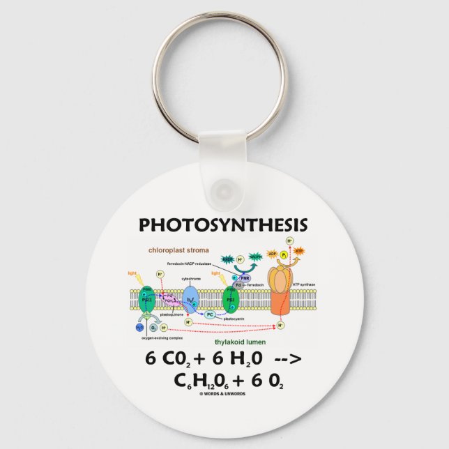 Photosynthesis (Chemical) Formula Key Ring (Front)