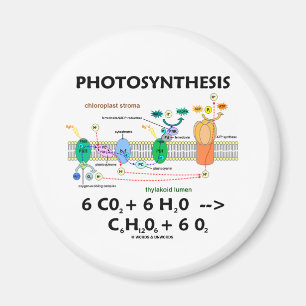 Photosynthesis (Chemical) Formula Magnet