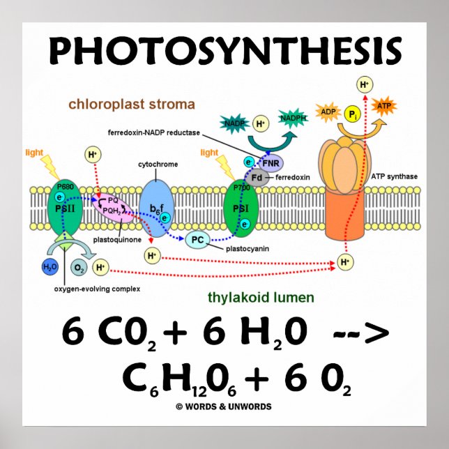 Photosynthesis (Light-Dependent) Chemical Equation Poster (Front)