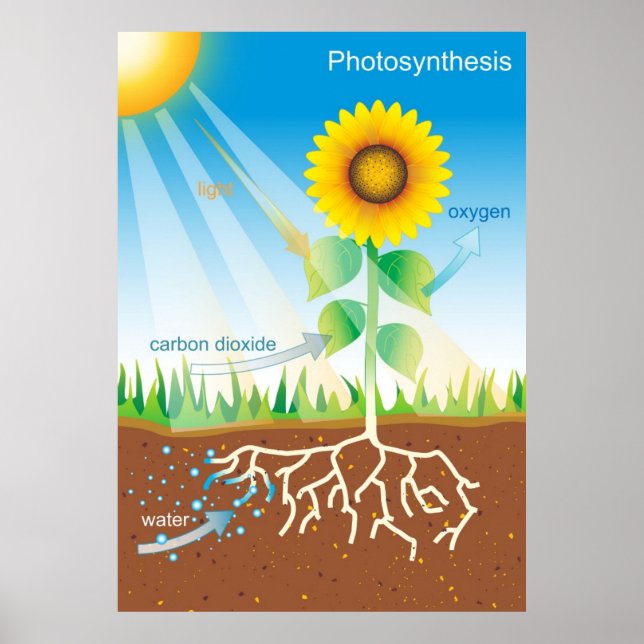 Photosynthesis Poster (Front)