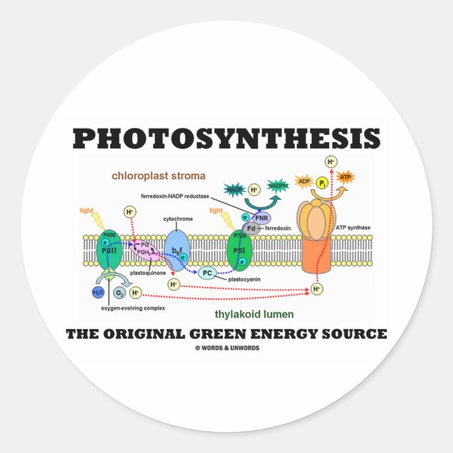 Photosynthesis The Original Green Energy Source Classic Round Sticker (Front)