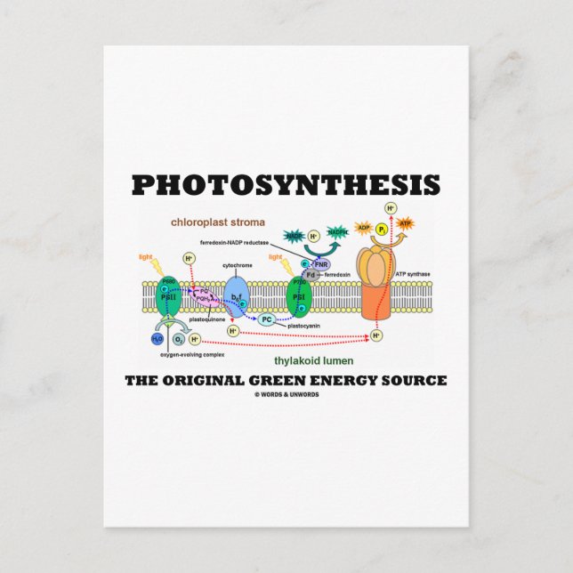 Photosynthesis The Original Green Energy Source Postcard (Front)