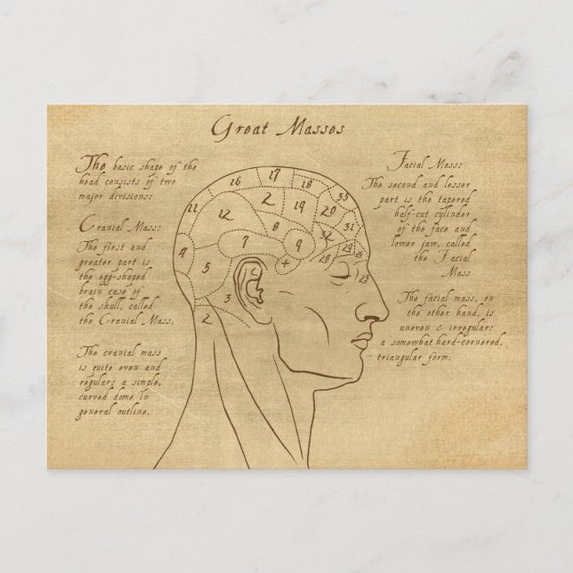 Phrenology Diagram Postcard (Front)