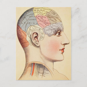 Phrenology Head - Vintage Post Card