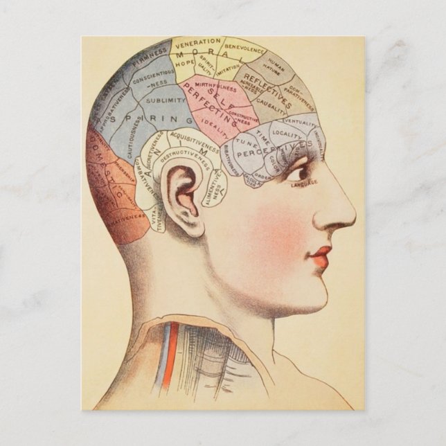 Phrenology Head - Vintage Post Card (Front)