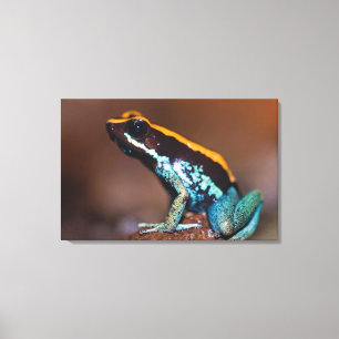 Phyllobates vittatus, a poison arrow frog canvas print