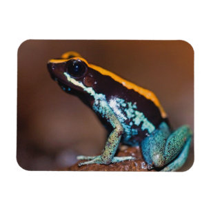 Phyllobates vittatus, a poison arrow frog magnet