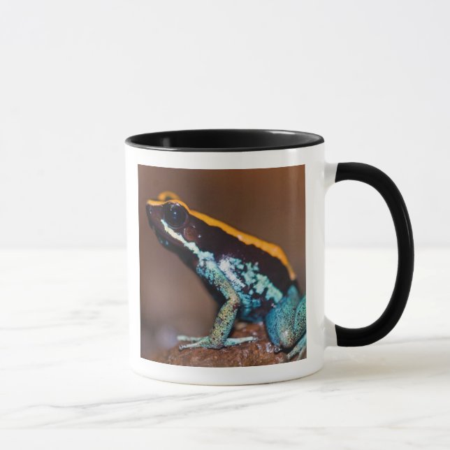Phyllobates vittatus, a poison arrow frog mug (Right)