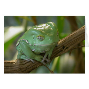 Phyllomedusa sauvagii