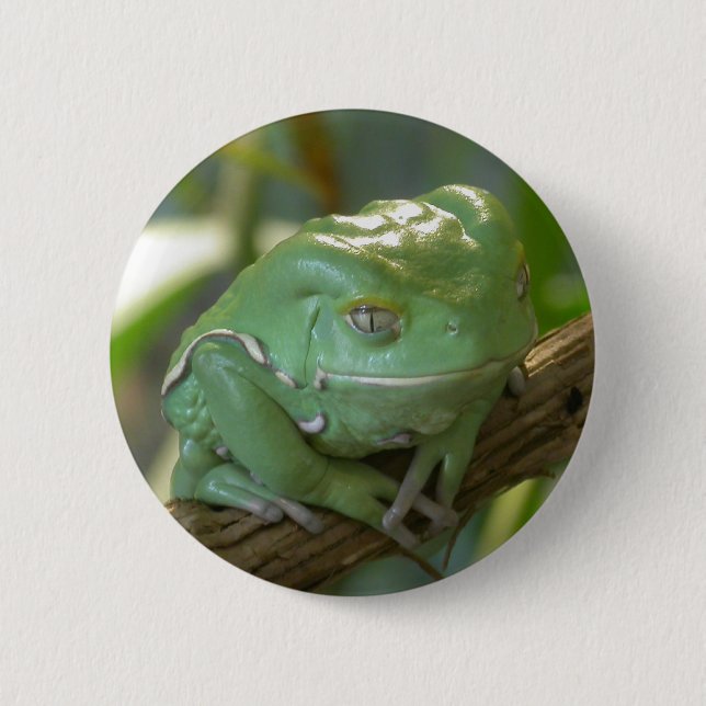 Phyllomedusa sauvagii 6 cm round badge (Front)