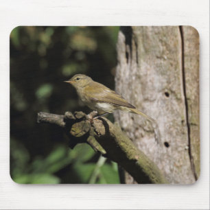 Phylloscopus collybita mouse pad