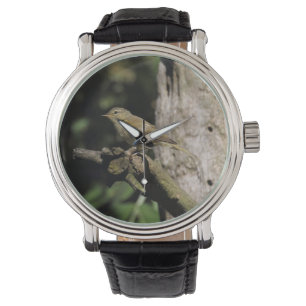 Phylloscopus collybita watch