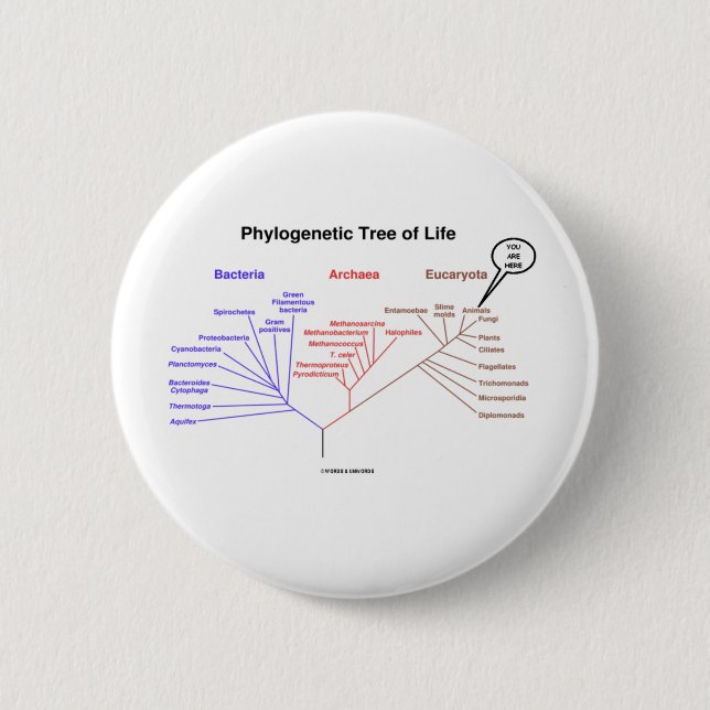 Phylogenetic Tree Of Life - You Are Here (Biology) 6 Cm Round Badge (Front)