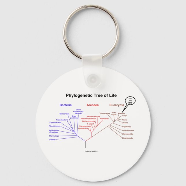 Phylogenetic Tree Of Life - You Are Here (Biology) Key Ring (Front)