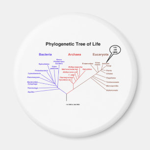 Phylogenetic Tree Of Life - You Are Here (Biology) Magnet