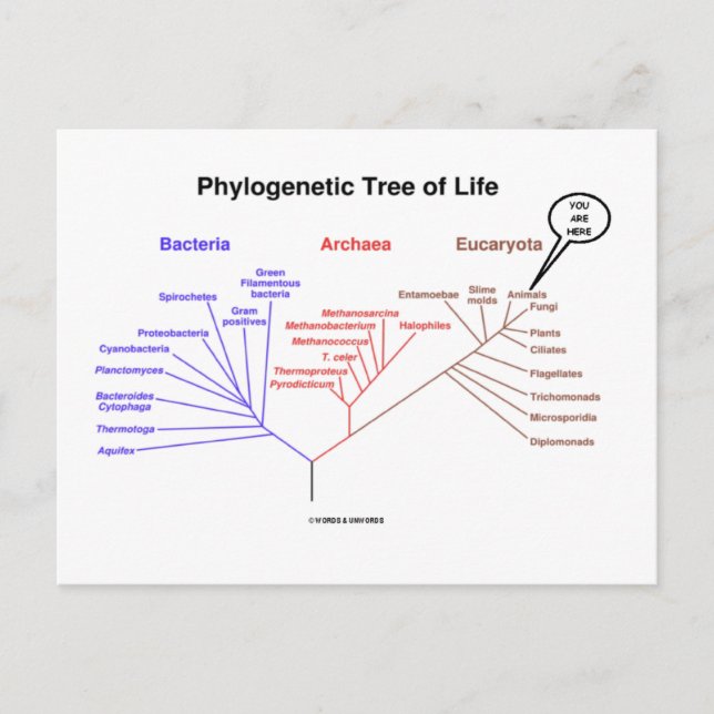 Phylogenetic Tree Of Life - You Are Here (Biology) Postcard (Front)