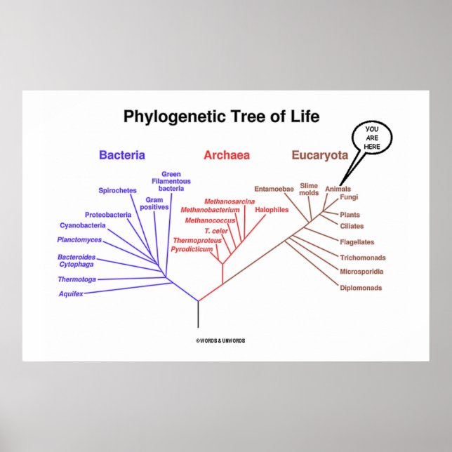 Phylogenetic Tree Of Life You Are Here Poster (Front)