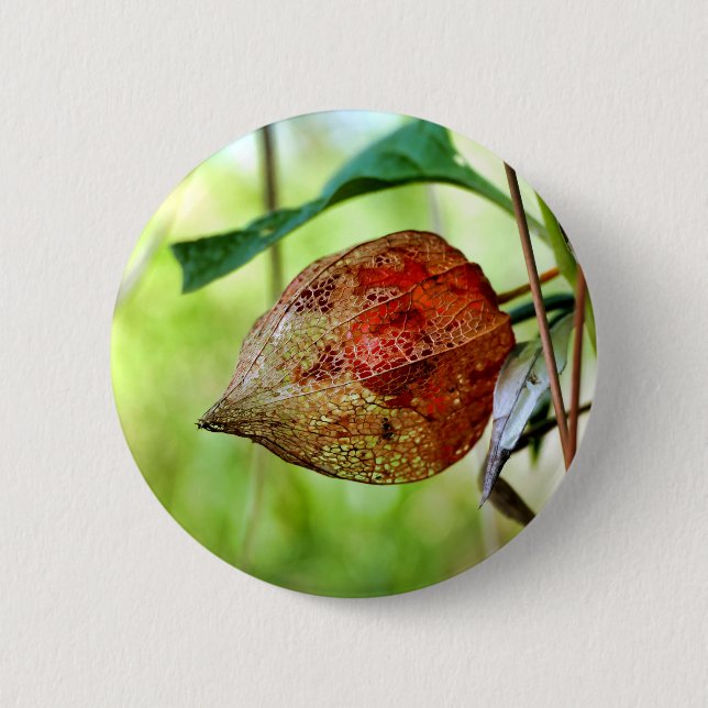 Physalis alkekengi Badge (Front)