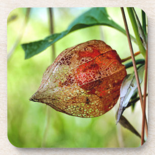 Physalis alkekengi coaster