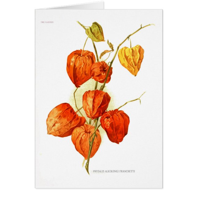 Physalis alkekengi franchetti (Front)