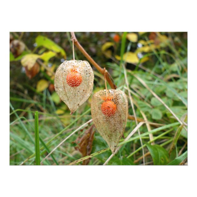 Physalis alkekengi photo print (Front)