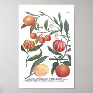 Phytanthoza Iconographia N700 Poster