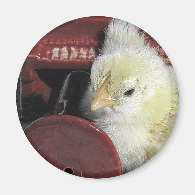 Piano Chick Vintage Look Photo Magnet (Front)